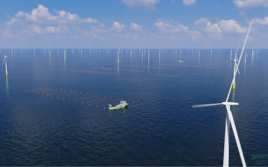 Eerste commerciële zeewierboerderij in windpark Hollandse Kust Zuid