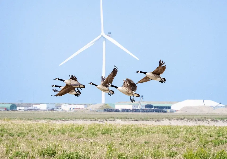 Rotterdam gaat voor natuurinclusieve haven